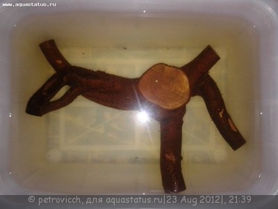 Фото Мой аквариум 40 литров Petrovich  (photo#25922)