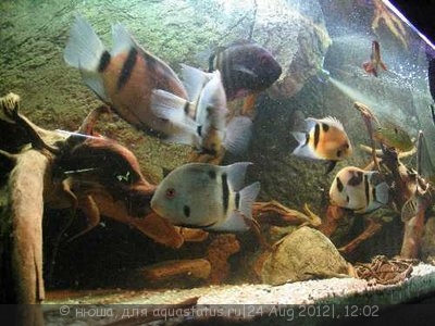 Фото Уару Фернандеса Uaru fernandezyepezi  (photo#25932)