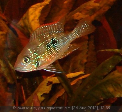 Фото Мои аквариумы Амазонка  (photo#25939)