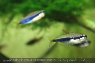Фото Неон фиолетовый, керри Inpaichthys kerri  (photo#26124)