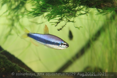 Фото Неон фиолетовый, керри Inpaichthys kerri  (photo#26125)