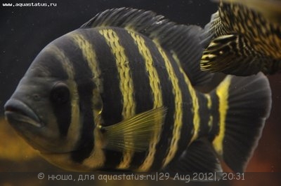Фото Тиляпия Буттикофера Tilapia buttikoferi  (photo#26152)