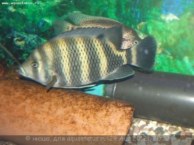 Фото Тиляпия Буттикофера Tilapia buttikoferi  (photo#26153)