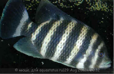 Фото Тиляпия Буттикофера Tilapia buttikoferi  (photo#26154)