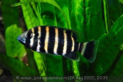 Фото Тиляпия Буттикофера Tilapia buttikoferi  (photo#26155)