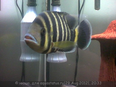Фото Тиляпия Буттикофера Tilapia buttikoferi  (photo#26156)