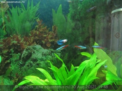Фото Разведение петушков Betta splendens  (photo#26216)