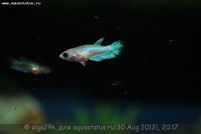 Фото Разведение петушков Betta splendens  (photo#26218)