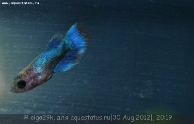 Фото Разведение петушков Betta splendens  (photo#26219)