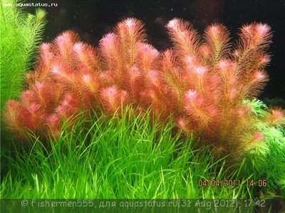 Фото Ротала Валлиха Rotala wallichii и Ротала макрандра крупнотычинковая  (photo#26235)