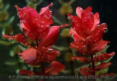 Фото Ротала Валлиха Rotala wallichii и Ротала макрандра крупнотычинковая  (photo#26236)