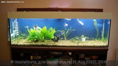 Чёрная борода в аквариуме
