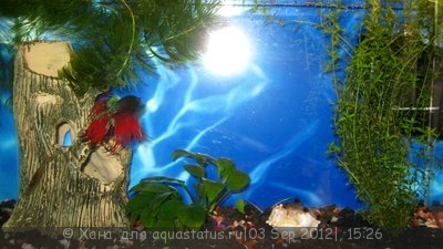 Фото Мои аквариумы 200 и 15 литров Хана  (photo#26343)