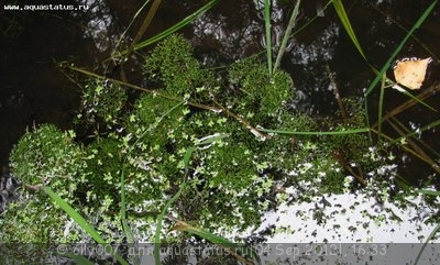 Риччия плавающая (Riccia fluitans)