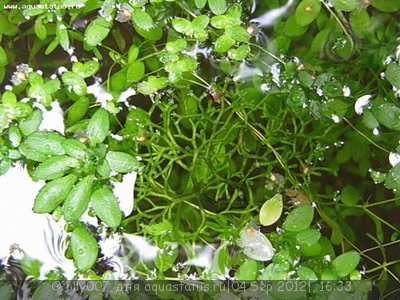 Риччия плавающая (Riccia fluitans)