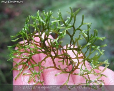 Риччия плавающая (Riccia fluitans)