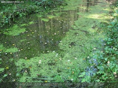 Риччия плавающая (Riccia fluitans)