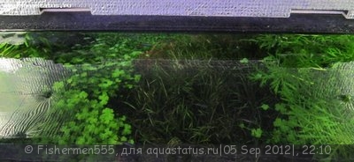 Мой первый аквариум 70 литров (Natusik)