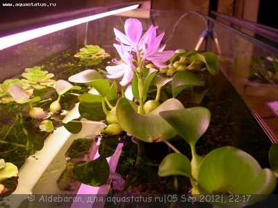 Эйхорния, водяной геацинт (Eichhornia crassipes)