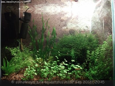 Фото Аквариум Вишневый креветочник 30 литров Solne4naya  (photo#26537)