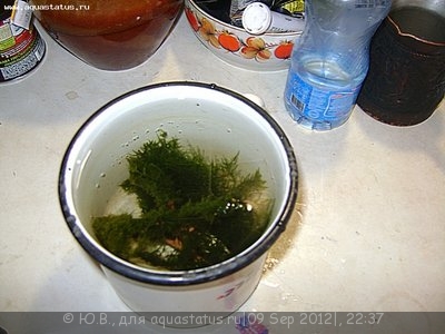 Фото Конкурс Аквариум на рабочем столе вместо пепельницы от ХКА TetraДОН  (photo#26622)