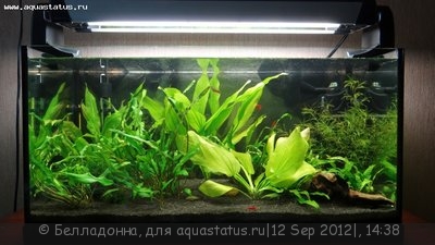 Аквариум Ювель 50 литров (Белладонна)