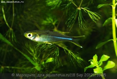 Фото Солнечный луч Marosatherina ladigesi, Telmatherina ladigesi  (photo#26821)