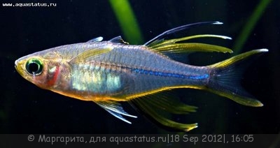 Фото Солнечный луч Marosatherina ladigesi, Telmatherina ladigesi  (photo#26822)