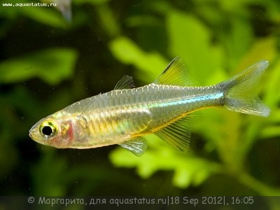 Фото Солнечный луч Marosatherina ladigesi, Telmatherina ladigesi  (photo#26823)
