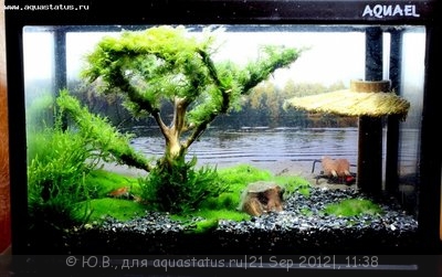Фото Конкурс Аквариум на рабочем столе вместо пепельницы от ХКА TetraДОН  (photo#26901)