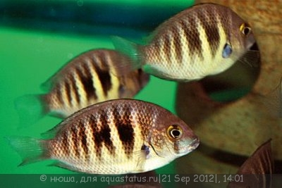 Фото Этроплюс Канарский Etroplus canarensis  (photo#26906)
