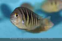 Фото Этроплюс Канарский Etroplus canarensis  (photo#26907)