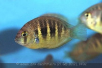 Фото Этроплюс Канарский Etroplus canarensis  (photo#26908)