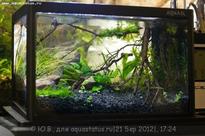 Фото Конкурс Аквариум на рабочем столе вместо пепельницы от ХКА TetraДОН  (photo#26912)
