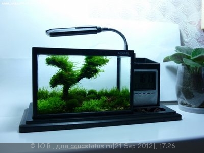 Фото Конкурс Аквариум на рабочем столе вместо пепельницы от ХКА TetraДОН  (photo#26915)