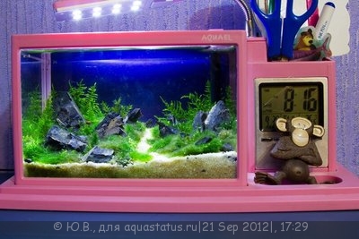 Фото Конкурс Аквариум на рабочем столе вместо пепельницы от ХКА TetraДОН  (photo#26920)