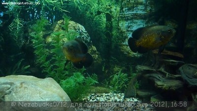 Мой аквариум 200 литров (Nеzabudka0712)