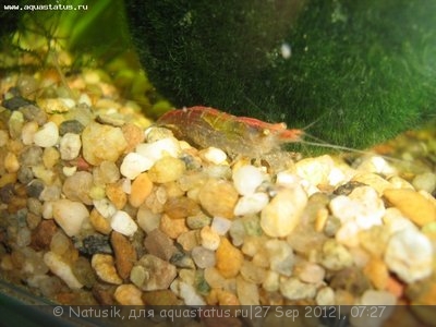 Мой первый аквариум 70 литров (Natusik)