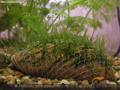 Мой первый аквариум 70 литров (Natusik)