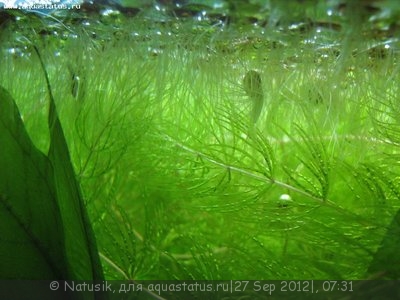 Мой первый аквариум 70 литров (Natusik)