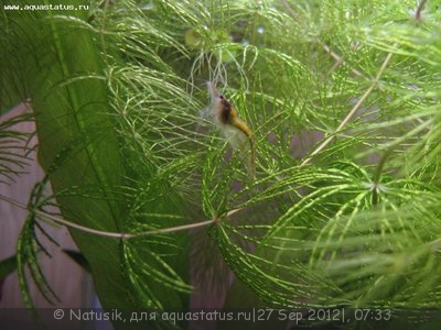 Мой первый аквариум 70 литров (Natusik)