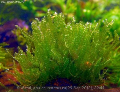 Фото Мох Пеарл Pearl Moss - Blepharostoma trichophyllum  (photo#27224)