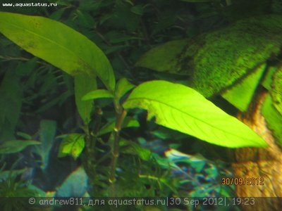Фото Водоросли в аквариуме: ксенококус, диатомовые, сине-зеленые, борода (photo#27272)