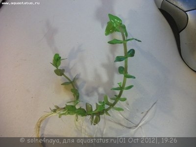 Опознание аквариумных растений