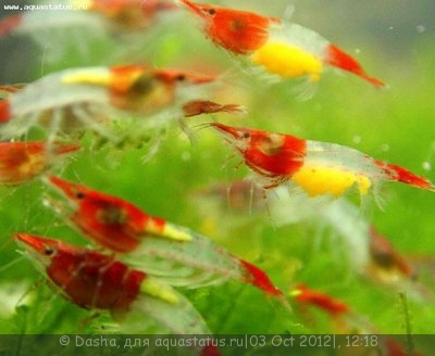 Фото Креветка Рили Neocaridina heteropoda sp. Rili  (photo#27509)