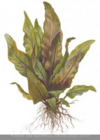 Фото Криптокорина ундулата широколистная Cryptocoryne undulata broad leaves  (photo#27727)