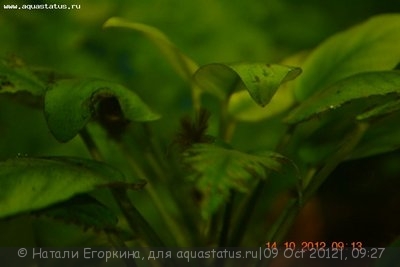 Фото Вьетнамка и нитчатка. Как с ними лучше поступить? (photo#27742)