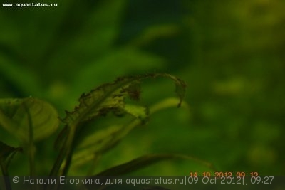 Фото Вьетнамка и нитчатка. Как с ними лучше поступить? (photo#27743)