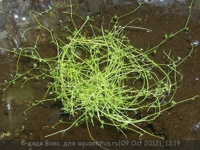 Фото Вьетнамка и нитчатка. Как с ними лучше поступить? (photo#27745)