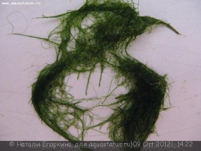 Фото Вьетнамка и нитчатка. Как с ними лучше поступить? (photo#27752)